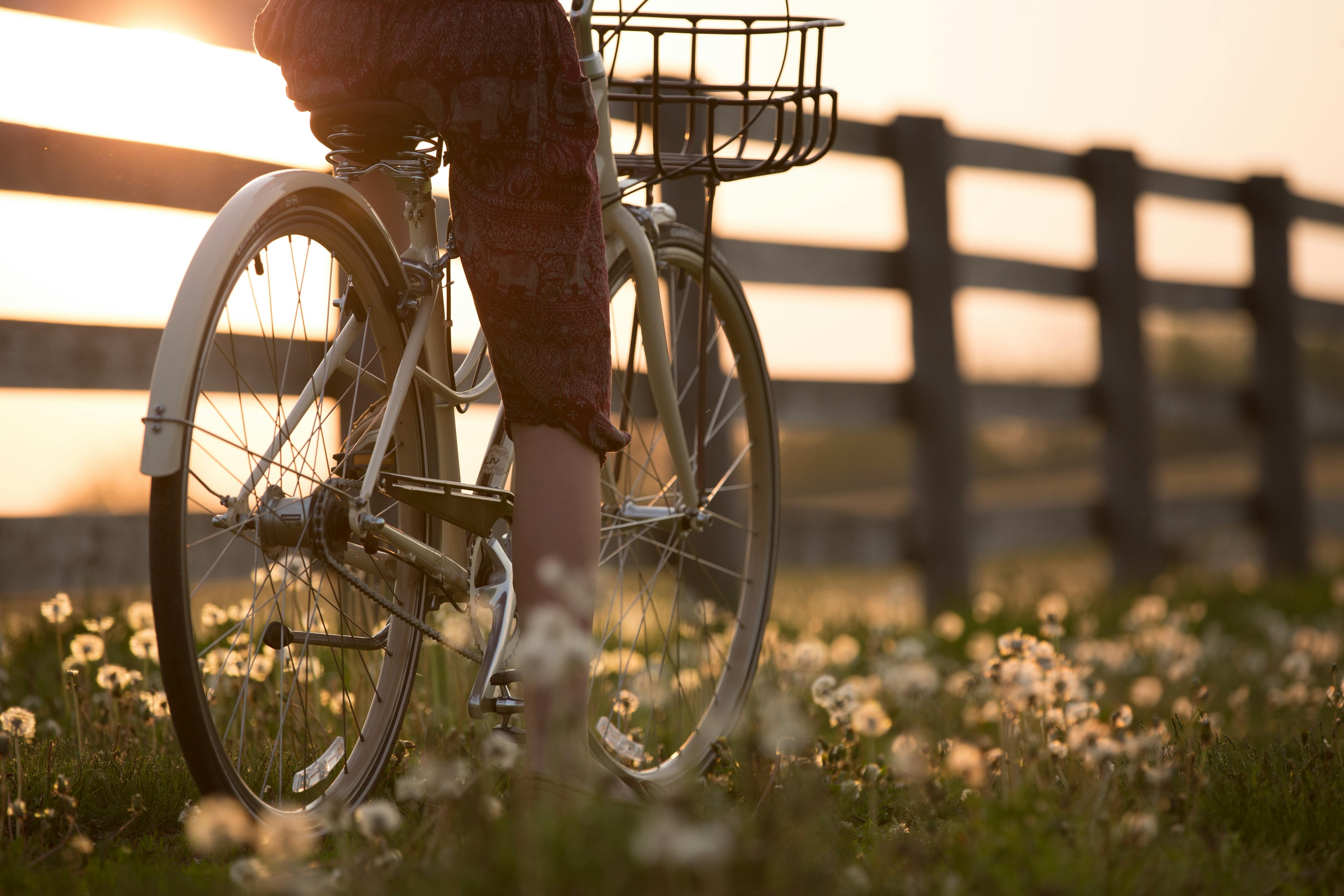Fahrrad mit Korb und Person, Oberkörper abgeschnitten durch oberen Bildrand; lehnt an Lattenzaun, Abendstimmung, Pusteblumen im Gegenlicht
